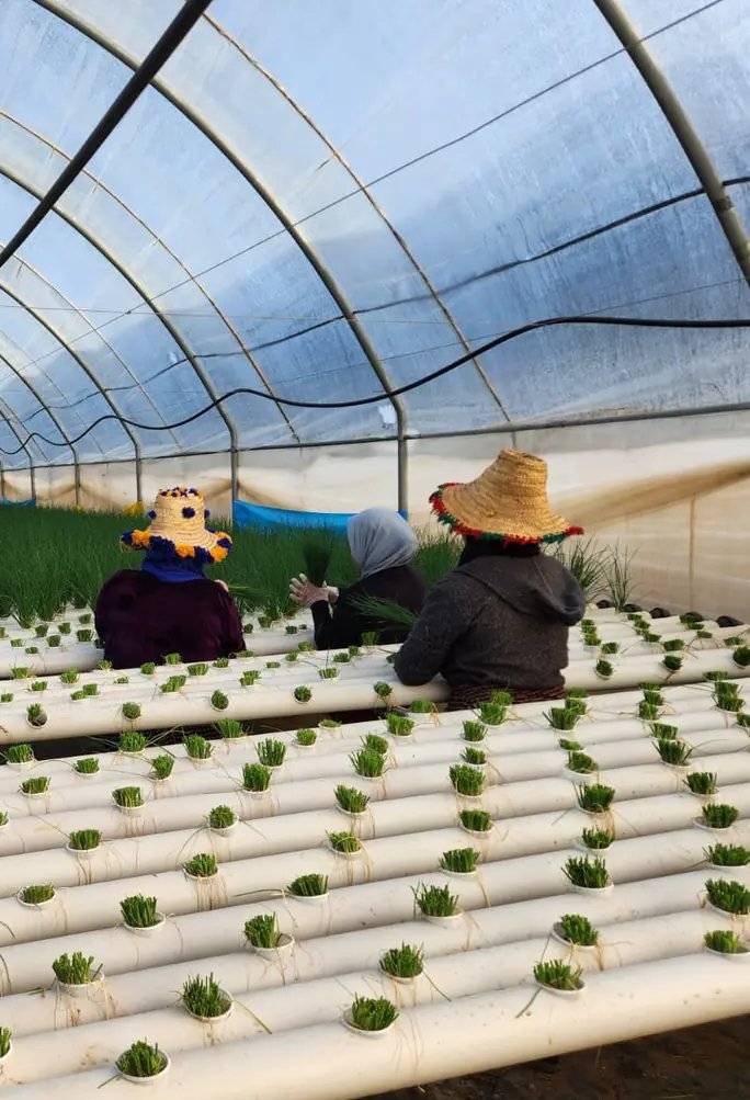 Des femmes de l'équipe Jodoor s'occupant de jeunes plants de ciboulette dans une serre hydroponique