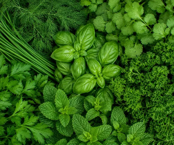 Hands holding aromatic herb seedlings