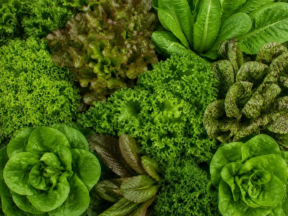 Hydroponic lettuce harvested inside a Jodoor greenhouse