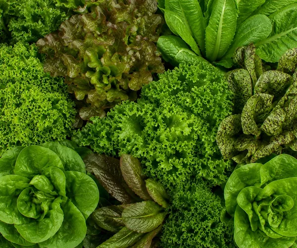 Leafy greens growing hydroponically